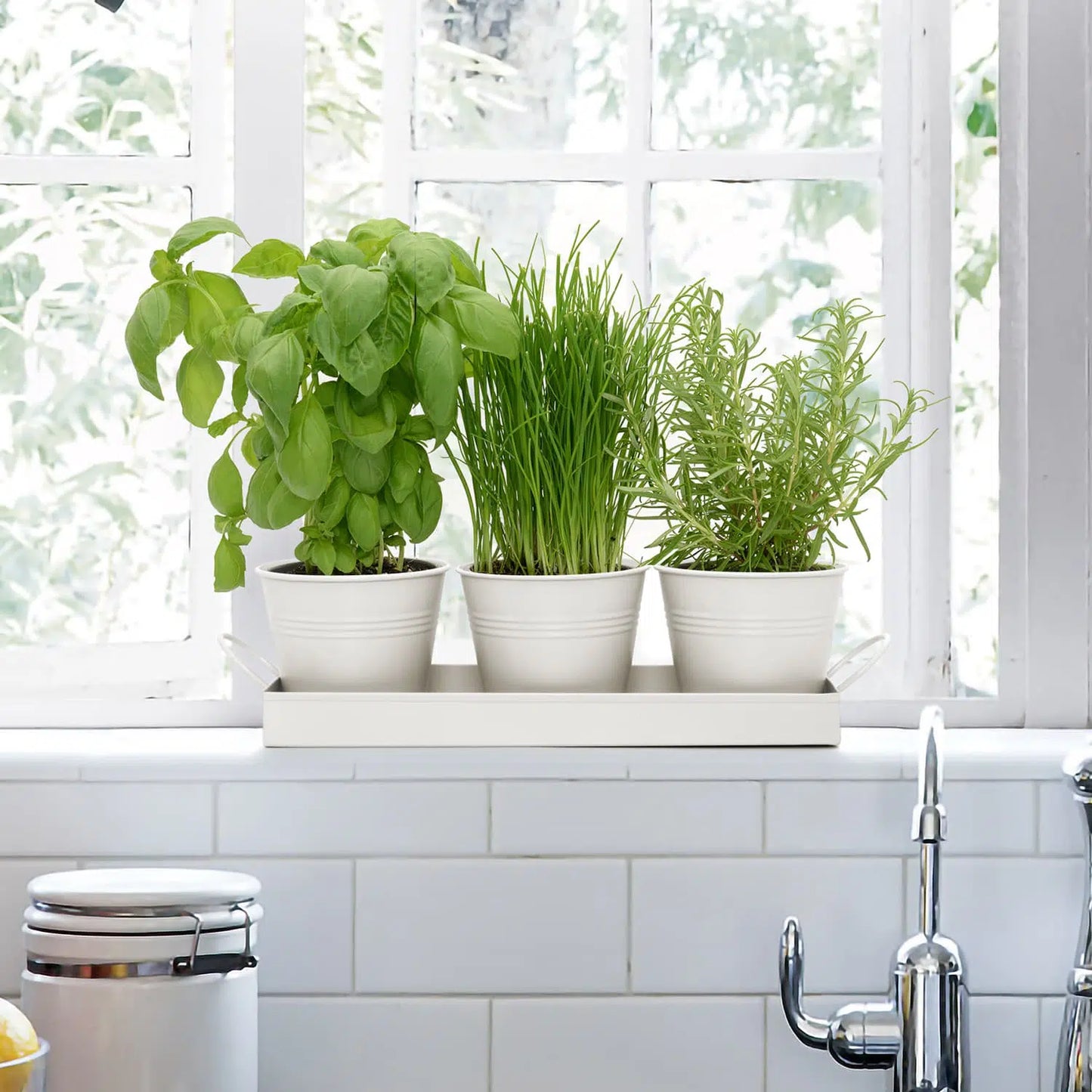 Pots de fleurs ou d'herbes sur plateau