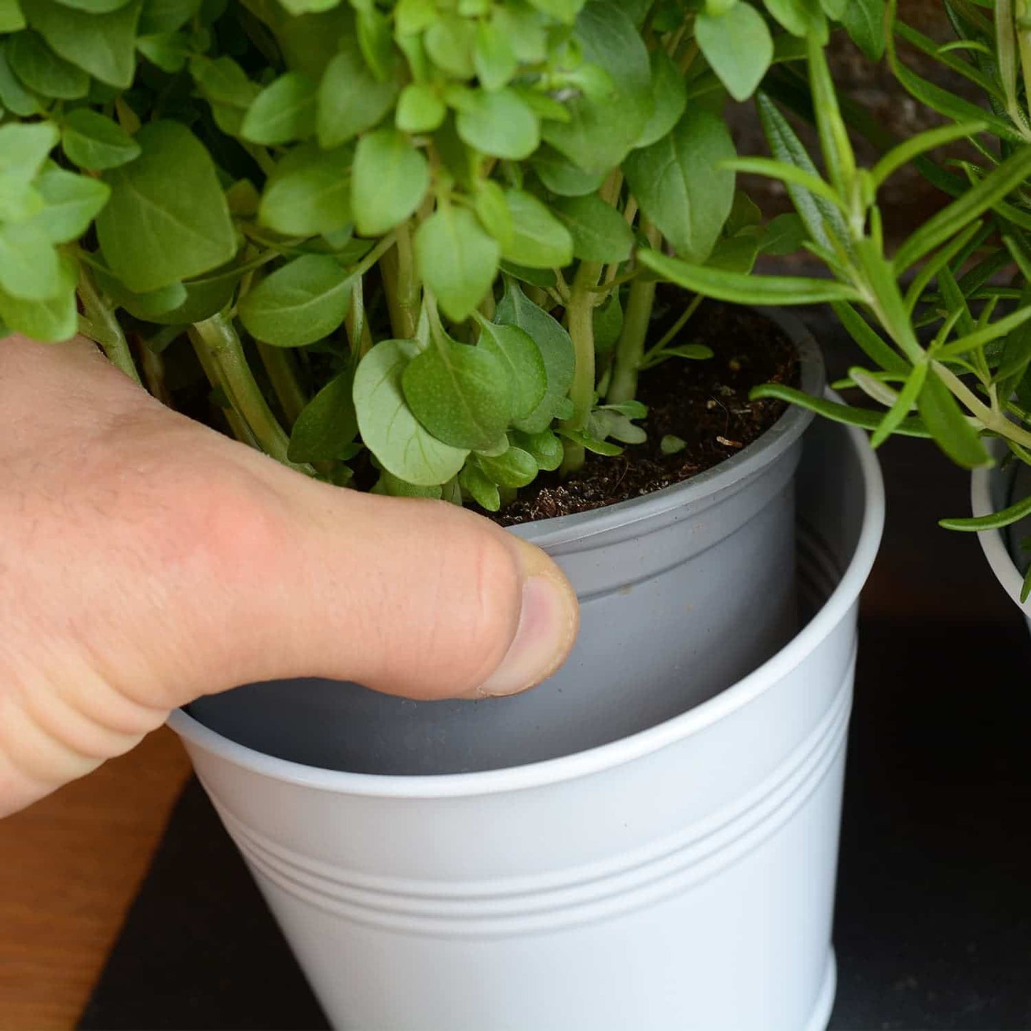 Pots de fleurs ou d'herbes sur plateau