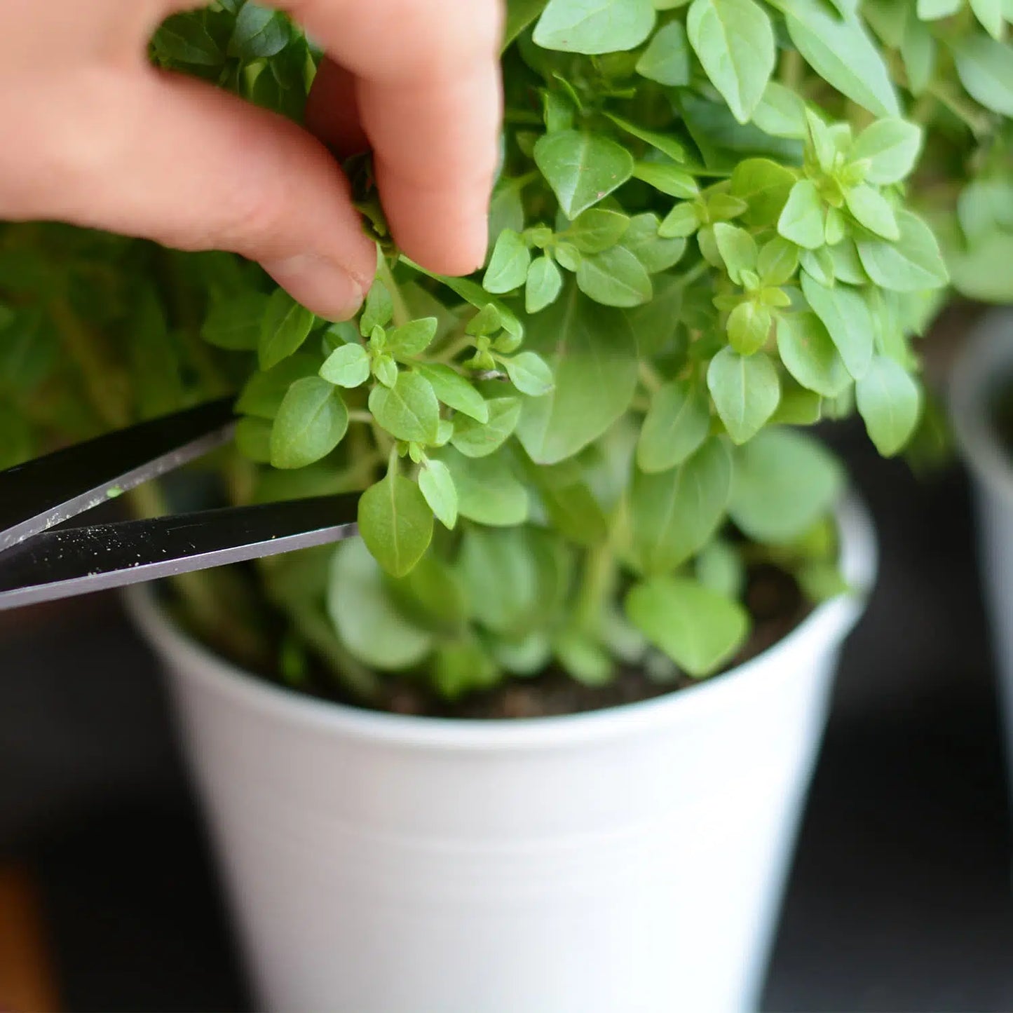 Pots de fleurs ou d'herbes sur plateau