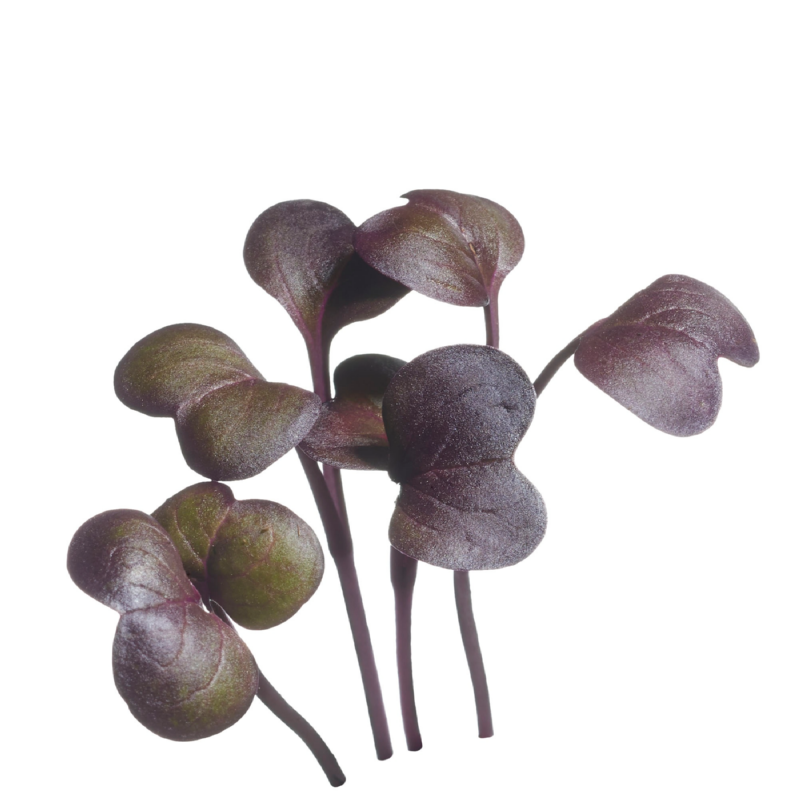 Sprouting glass bowl + 2 extra sprout seeds