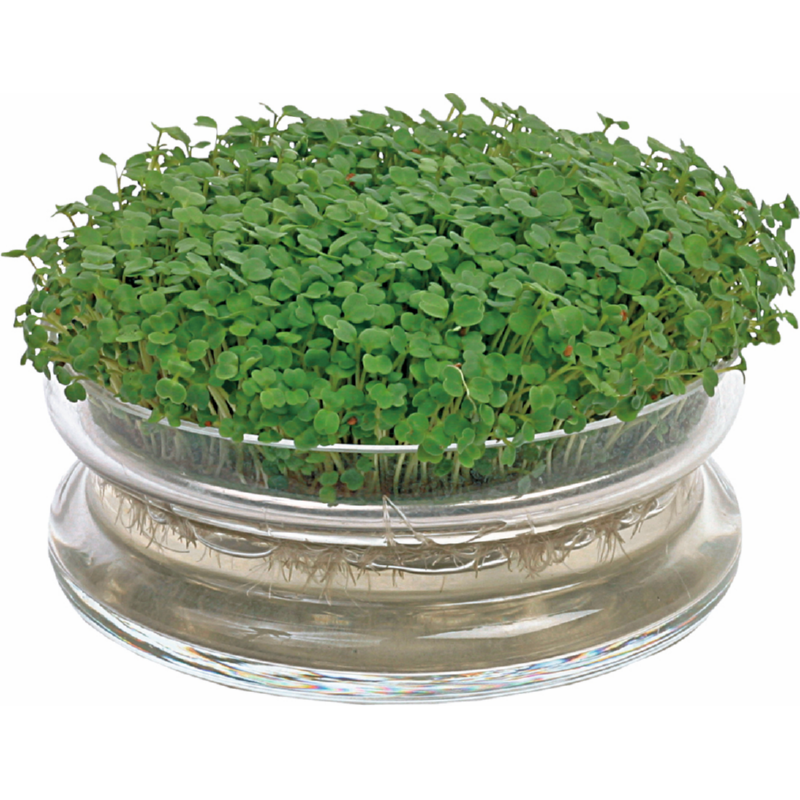 Sprouting glass bowl