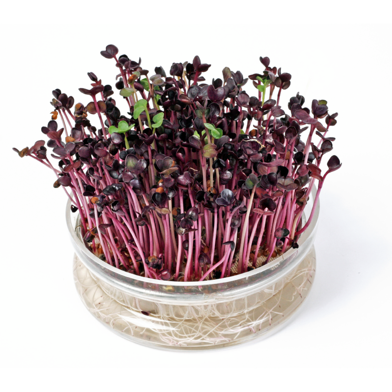Sprouting glass bowl