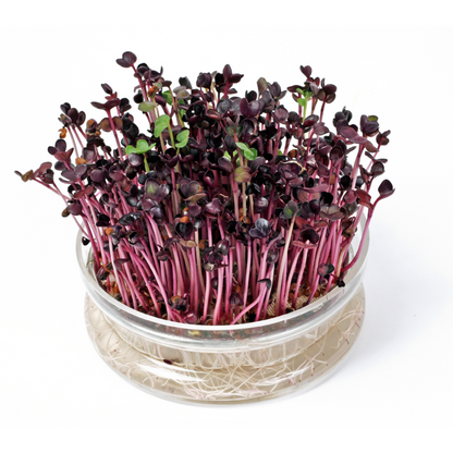Sprouting glass bowl