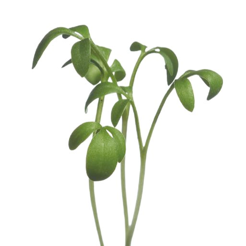 Sprouting glass bowl + 2 extra sprout seeds