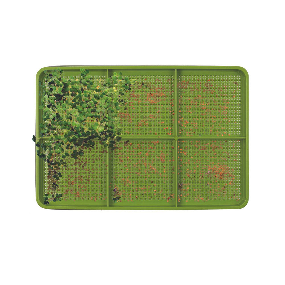 Plateau de germination des germes