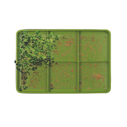 Plateau de germination des germes